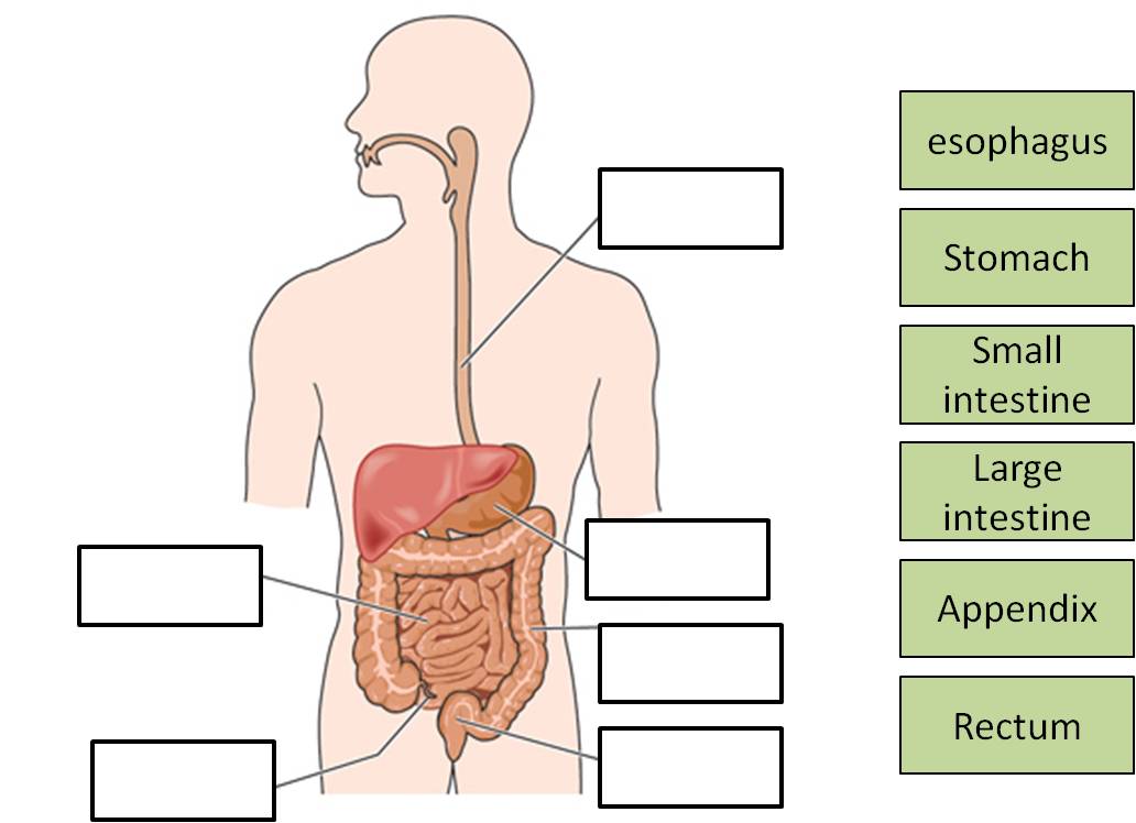 Practice 1 - Human Digestive System